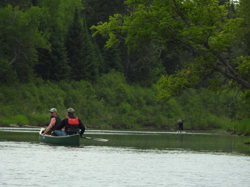 Community members watching a moose while paddling the Aroostook River.